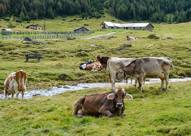 champ-ferme